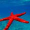 Red sea star