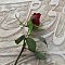  Every day a red rose is left on tomb of Hafez in Shira.z